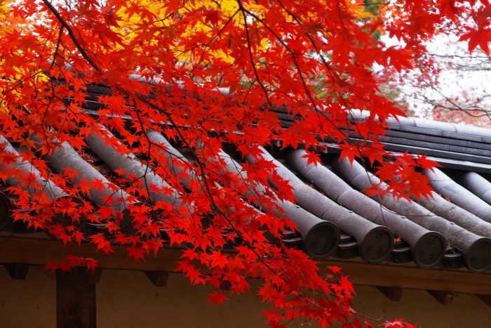 紅葉２